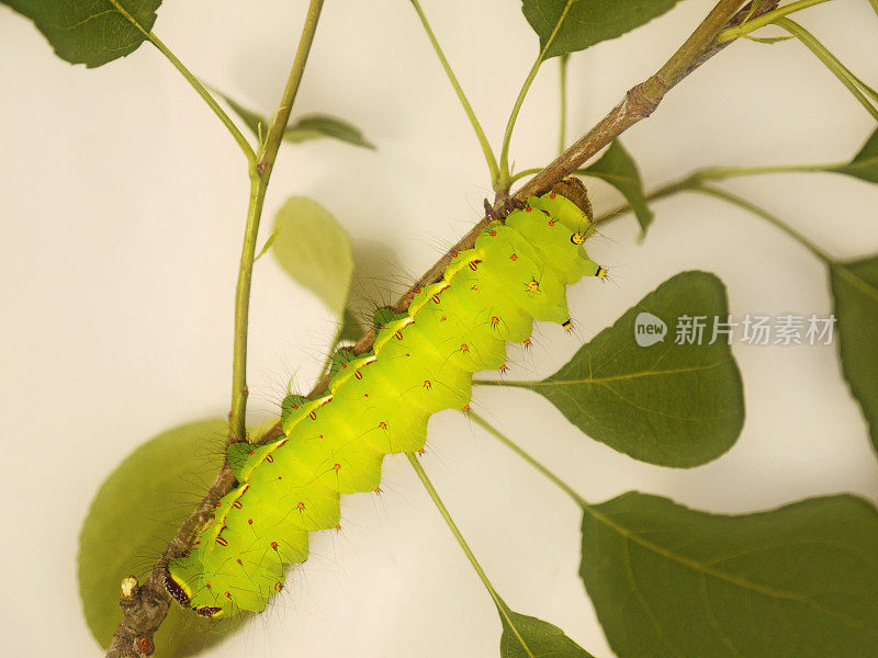 一个大的绿色的印度月蛾毛虫，Actias selene，在树枝上